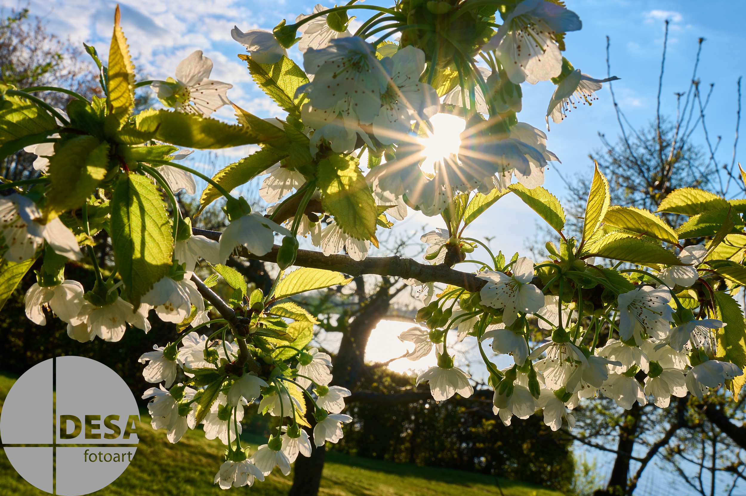 Blüten im Gegenlicht