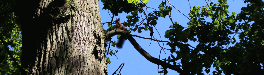 Exkursion nach Dammereez durch engl. Landschaftspark