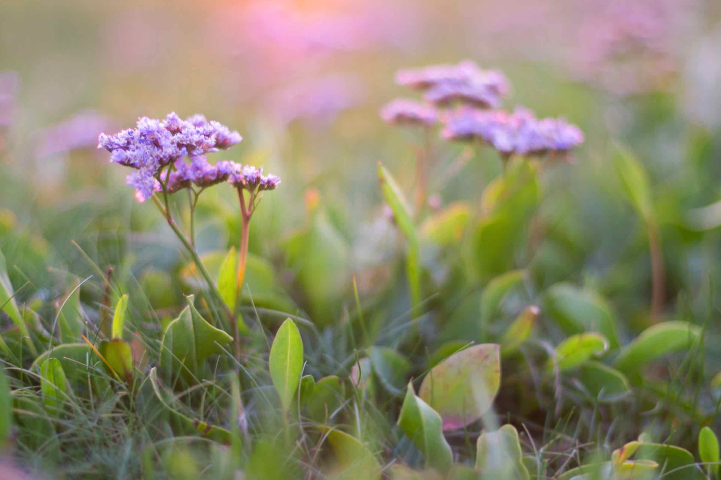 Salzwiesenführung - In Neptuns Vorgarten
