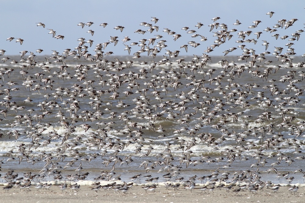 Ein Schwarm Sanderlinge