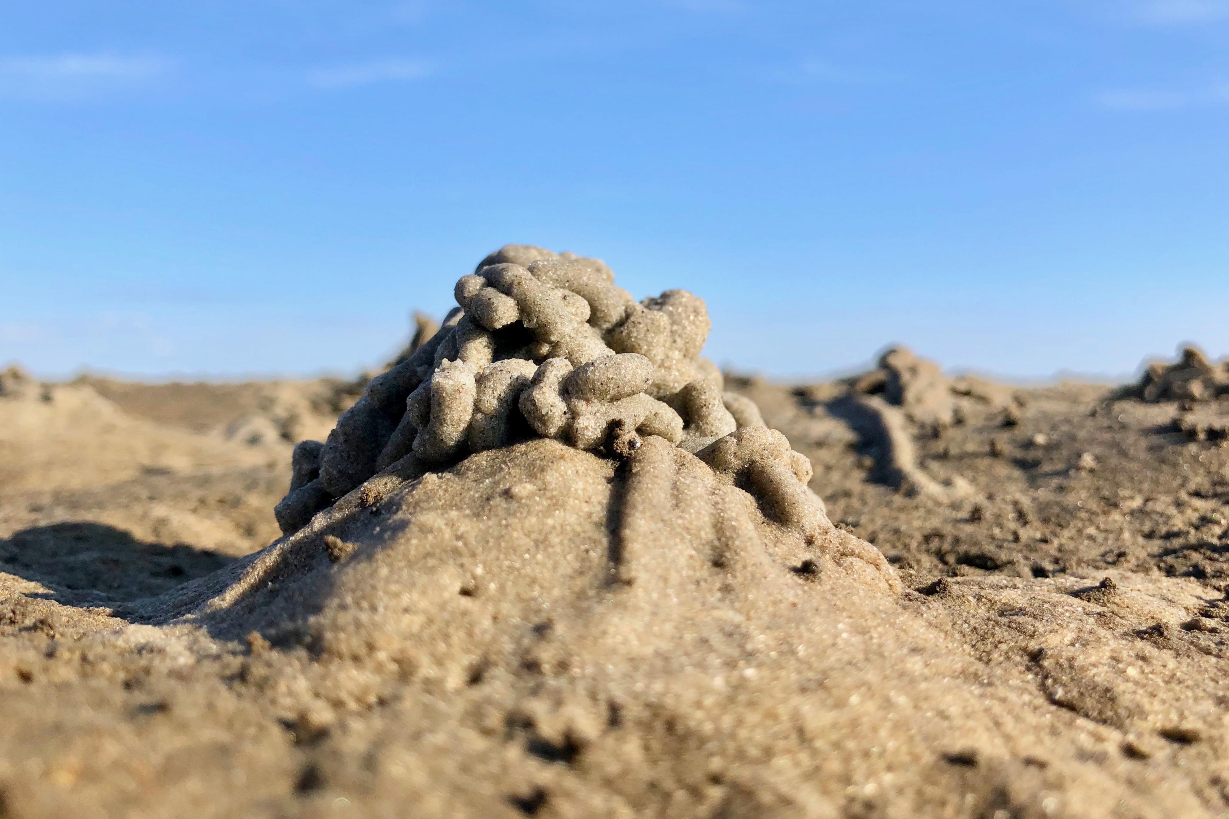 Haufen_Wattwurm_Rainer_Schulz_IMG_1761