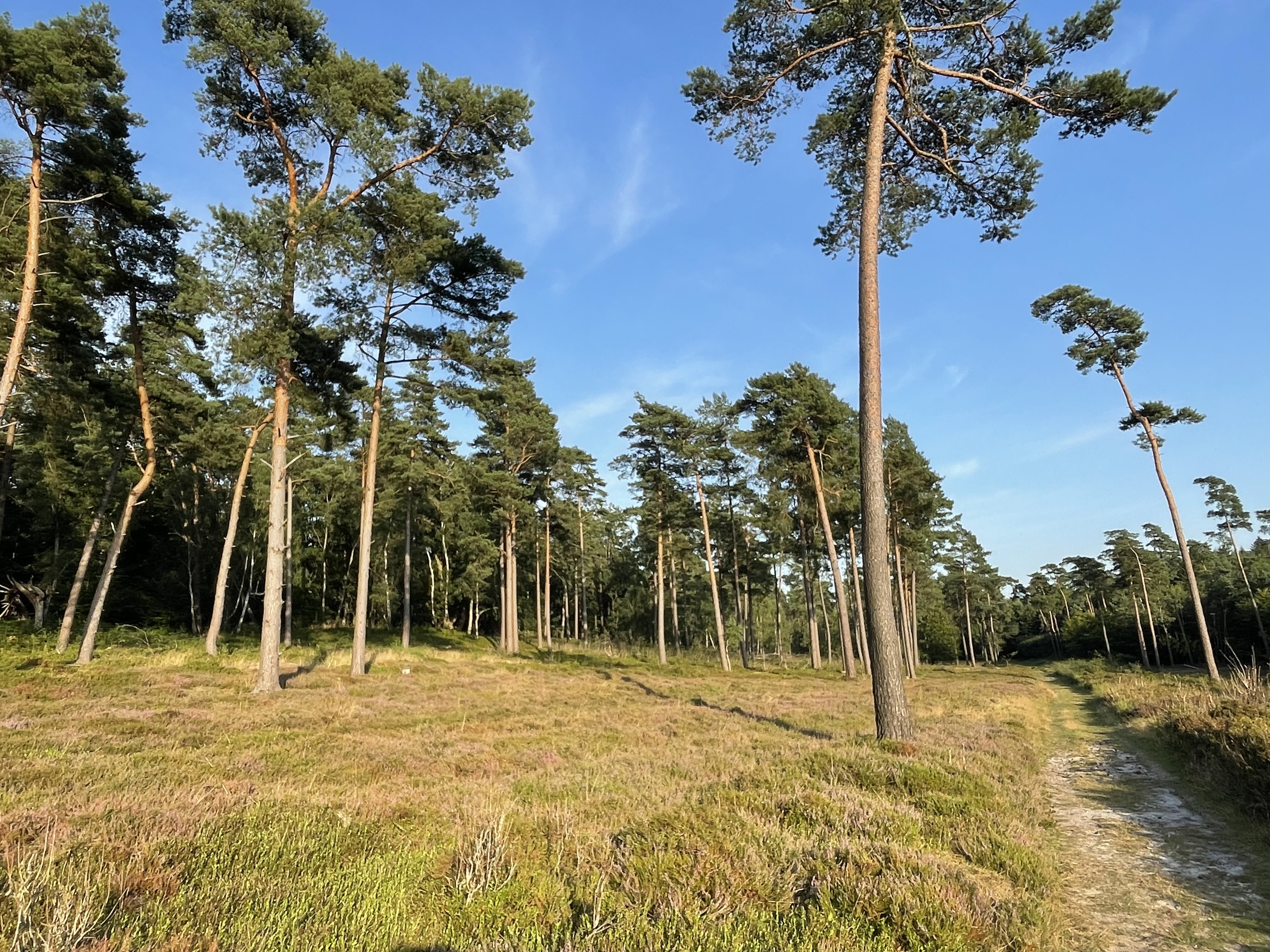 Hochsommerliches aus Wald und Flur