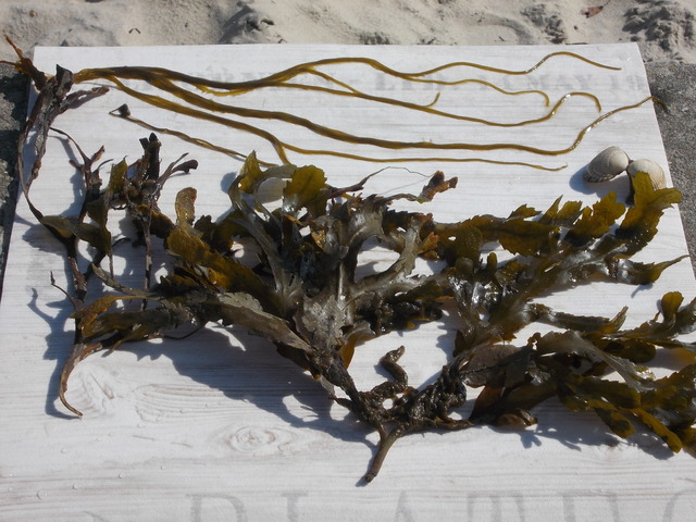 Botanischer Strandspaziergang "Sanddorn, Strandhafer und andere Überlebenskünstler"