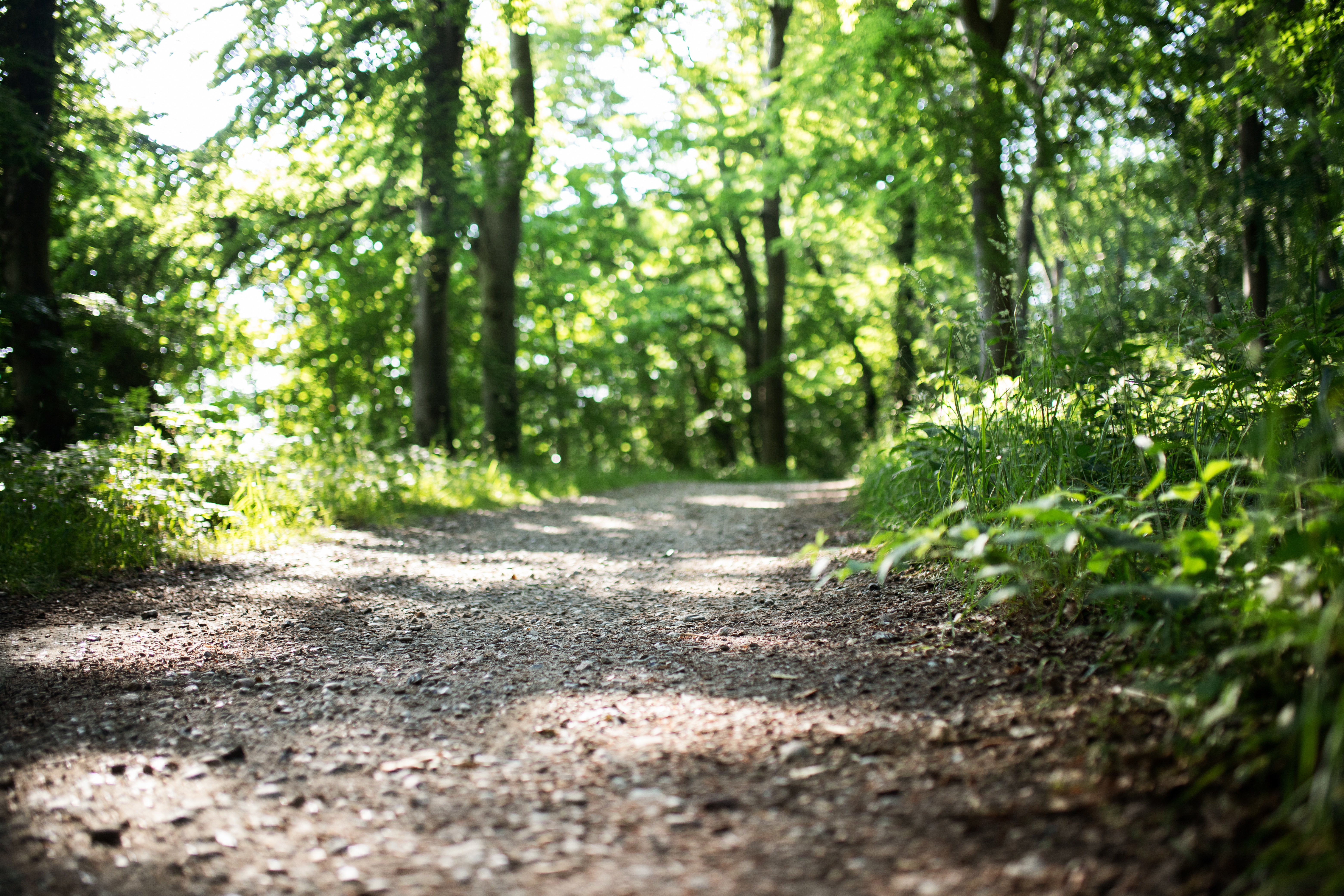 Auf den Spuren der Waldpilze