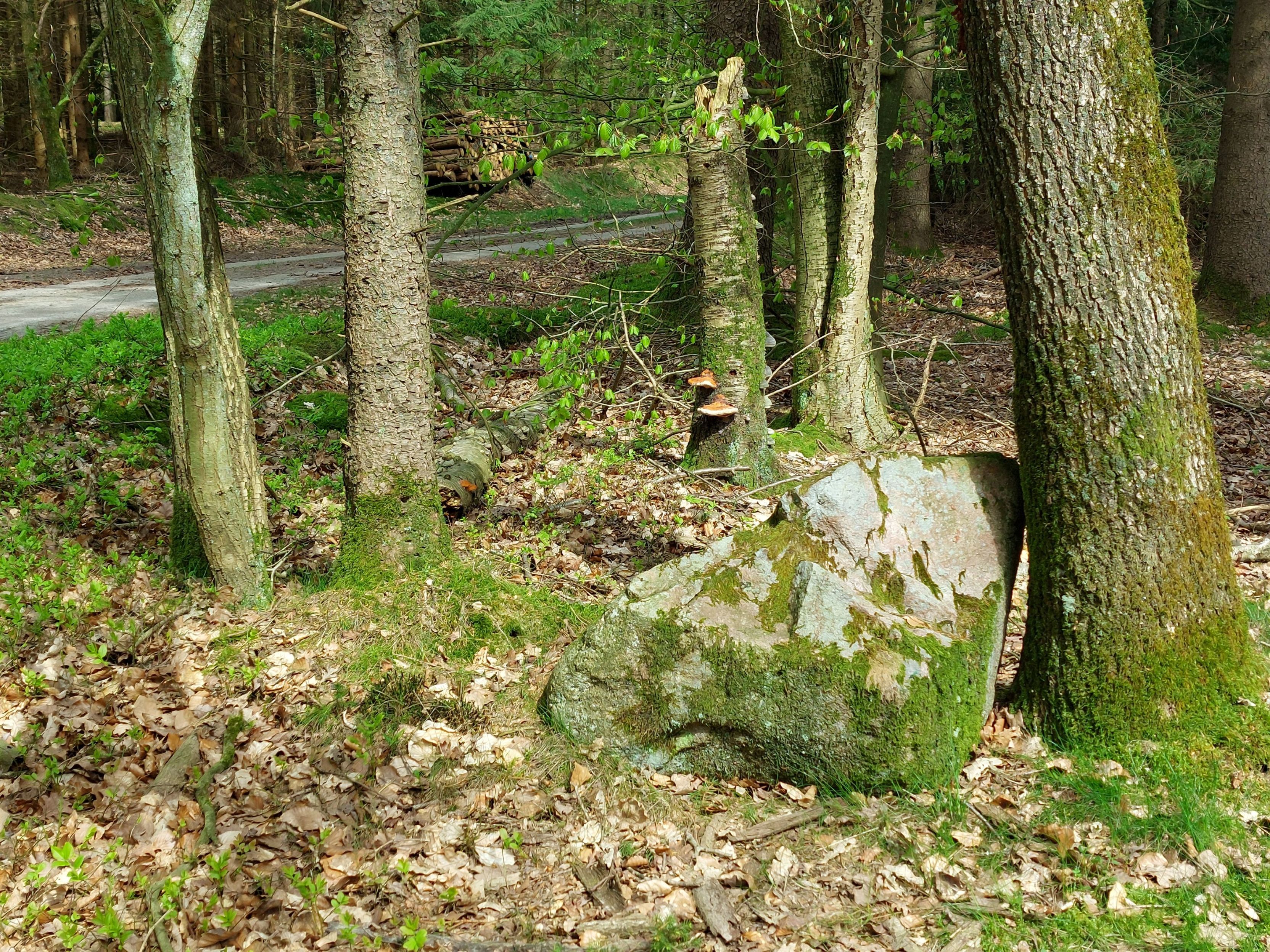 Findlinge zählen! Wie viele entdeckt Ihr unterwegs?