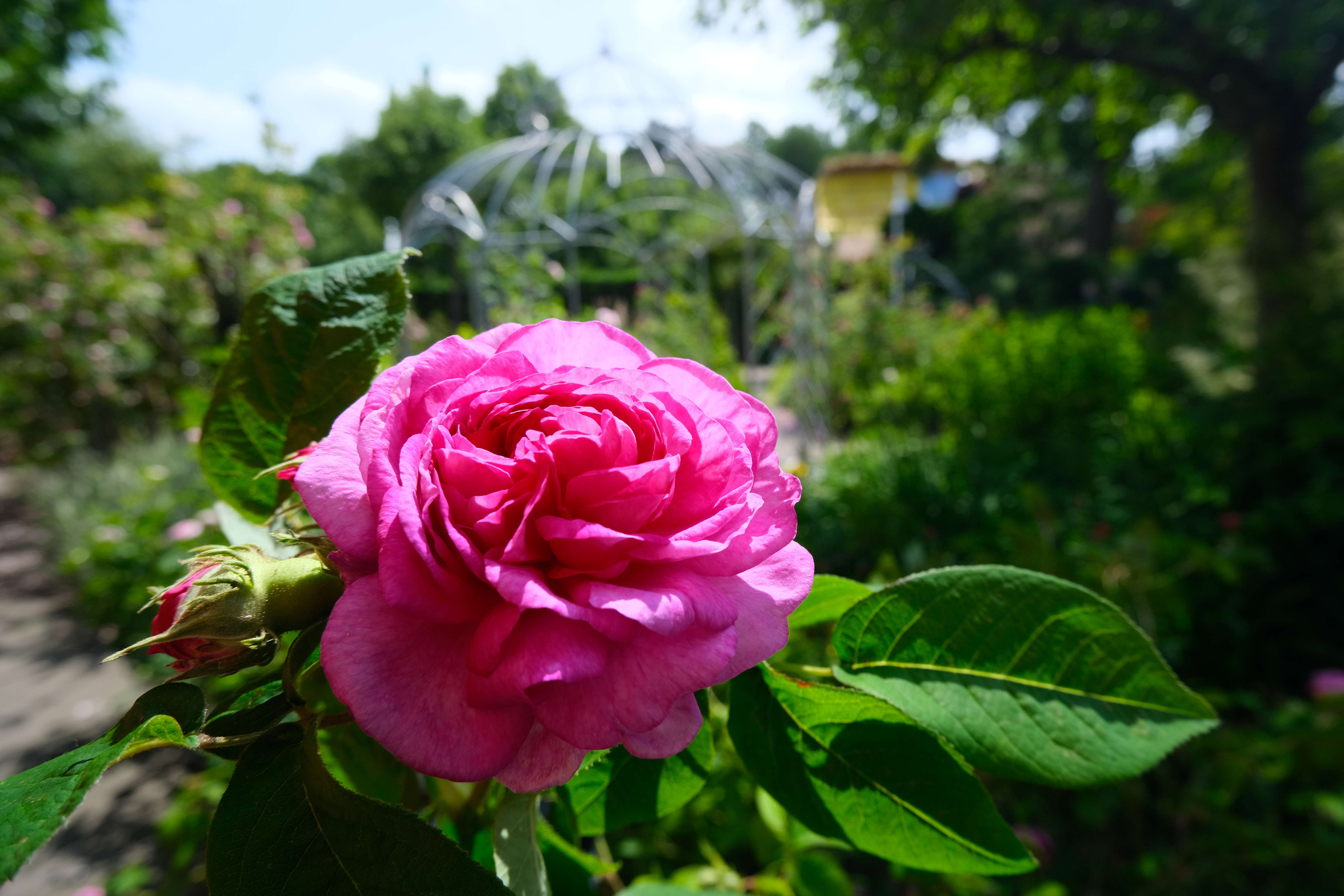 Rosenblüte im Gerda-Nissen-Garten