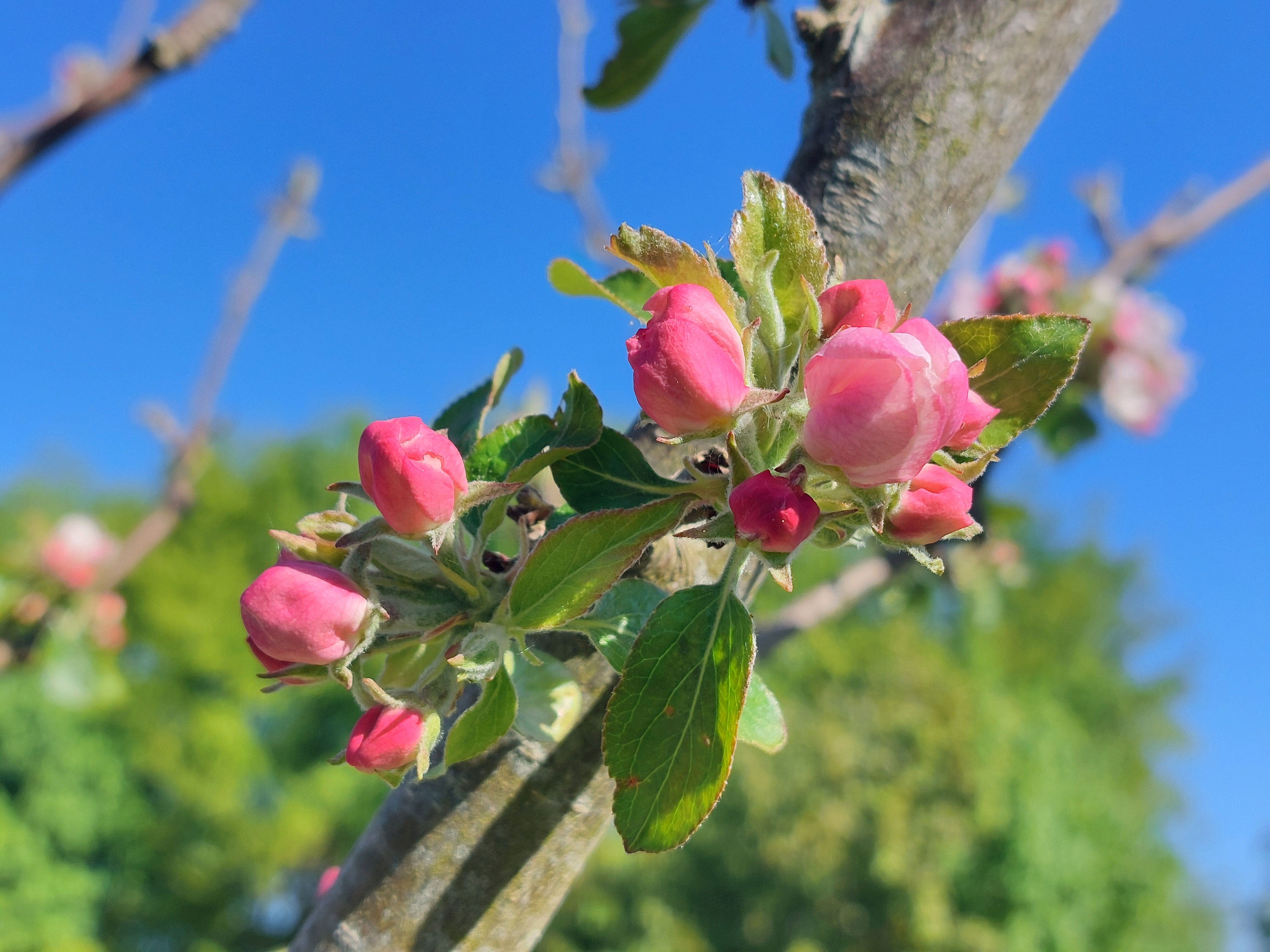 Apfelbl&uuml;ten kurz vorm Aufbl&uuml;hen