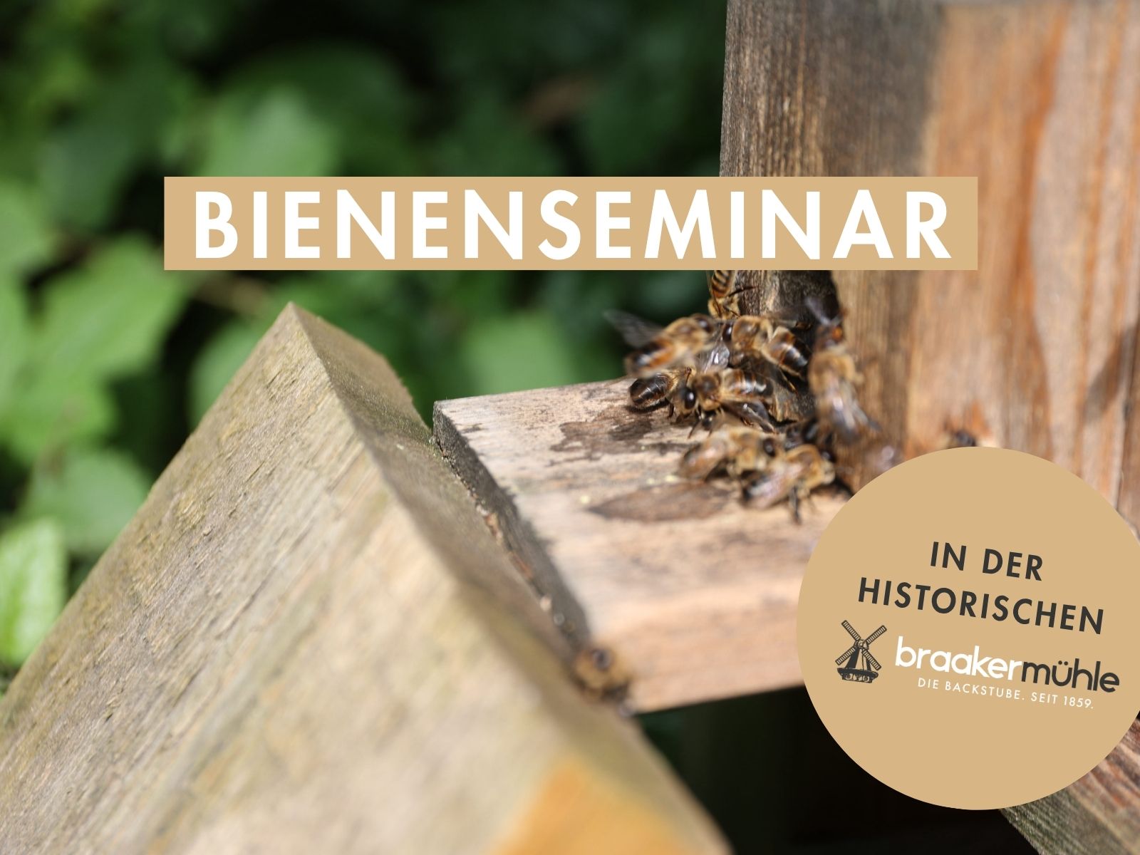 Bienenseminar am 13.6.26 in der historischen Braker Mühle in Braak
