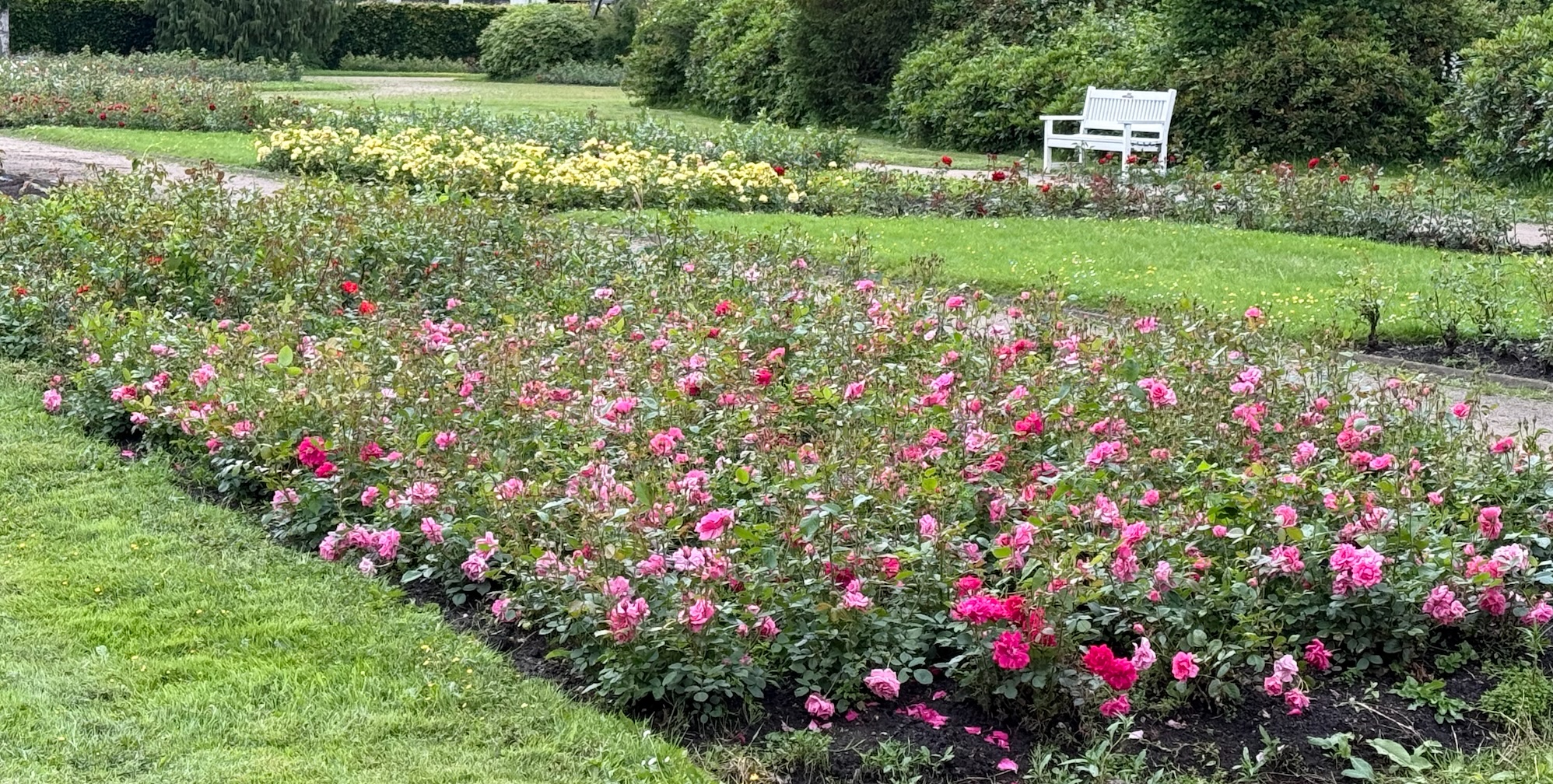Viele Rosen werden beim Rosenfest in voller Blüte sein (Foto 09.06.2026)