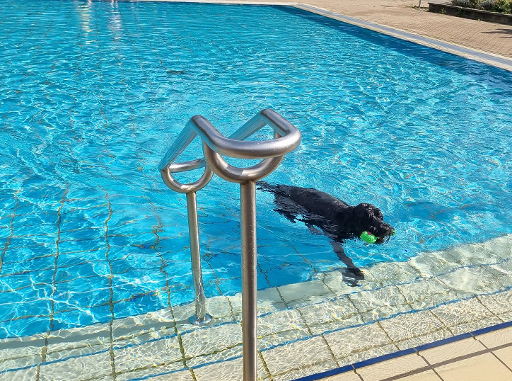 Hund im Pool