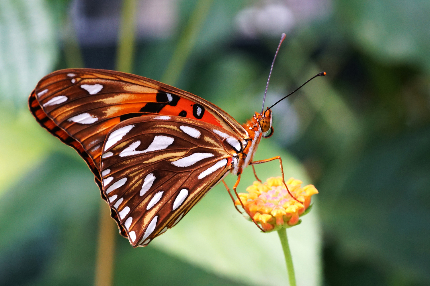 Schmetterling auf Blume
