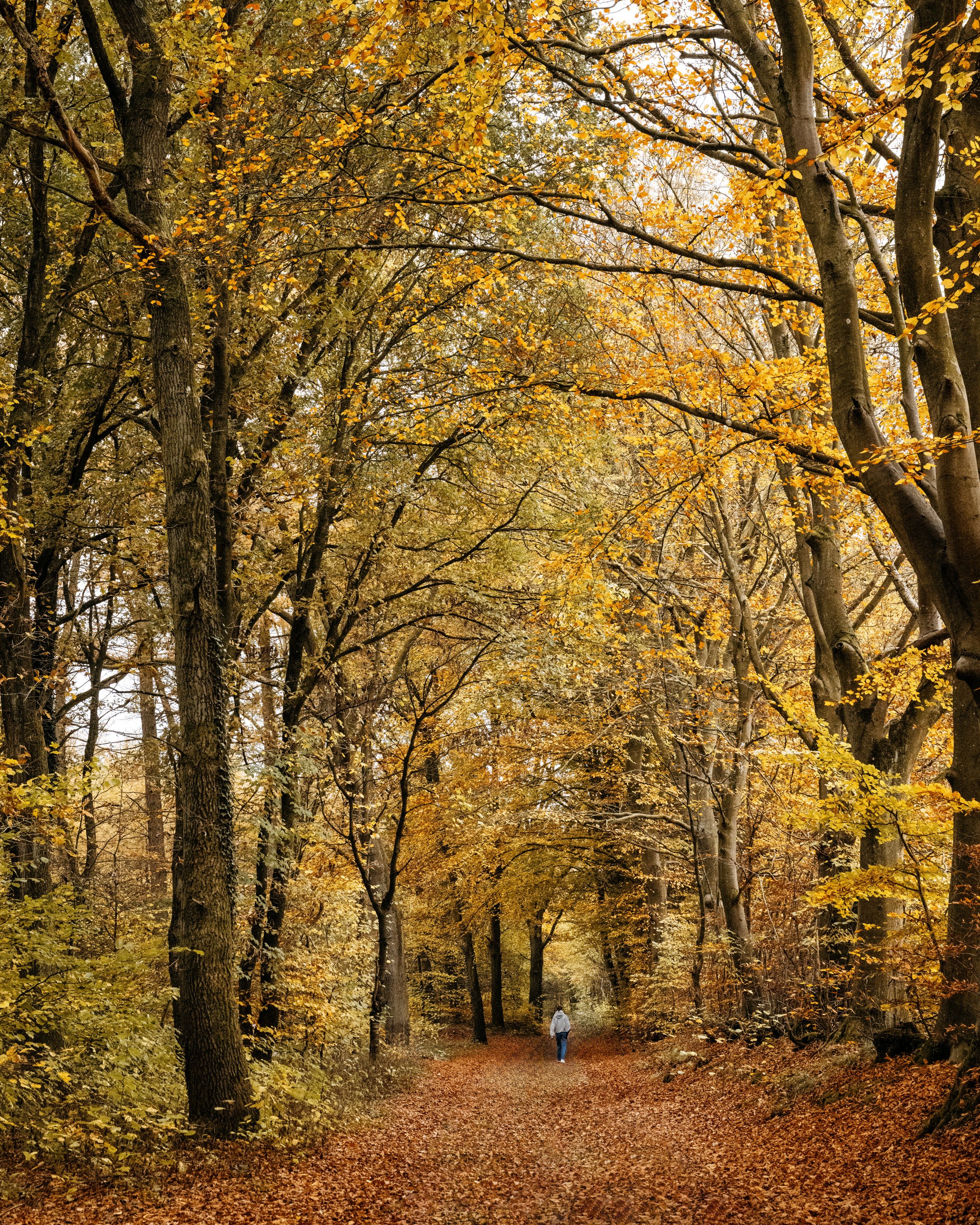 indian-summer-wald