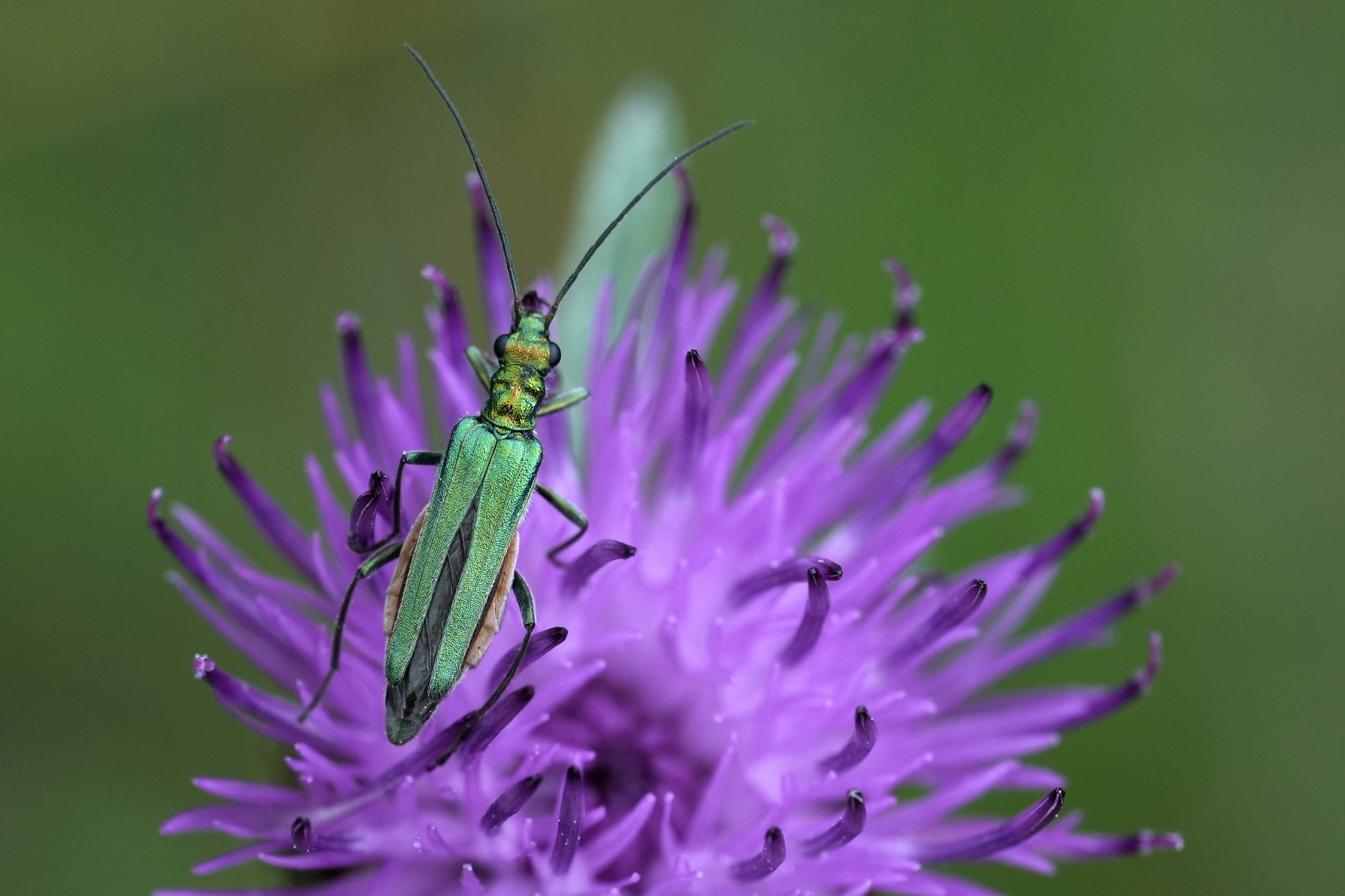 Zwischen Wiese und Wissenschaft