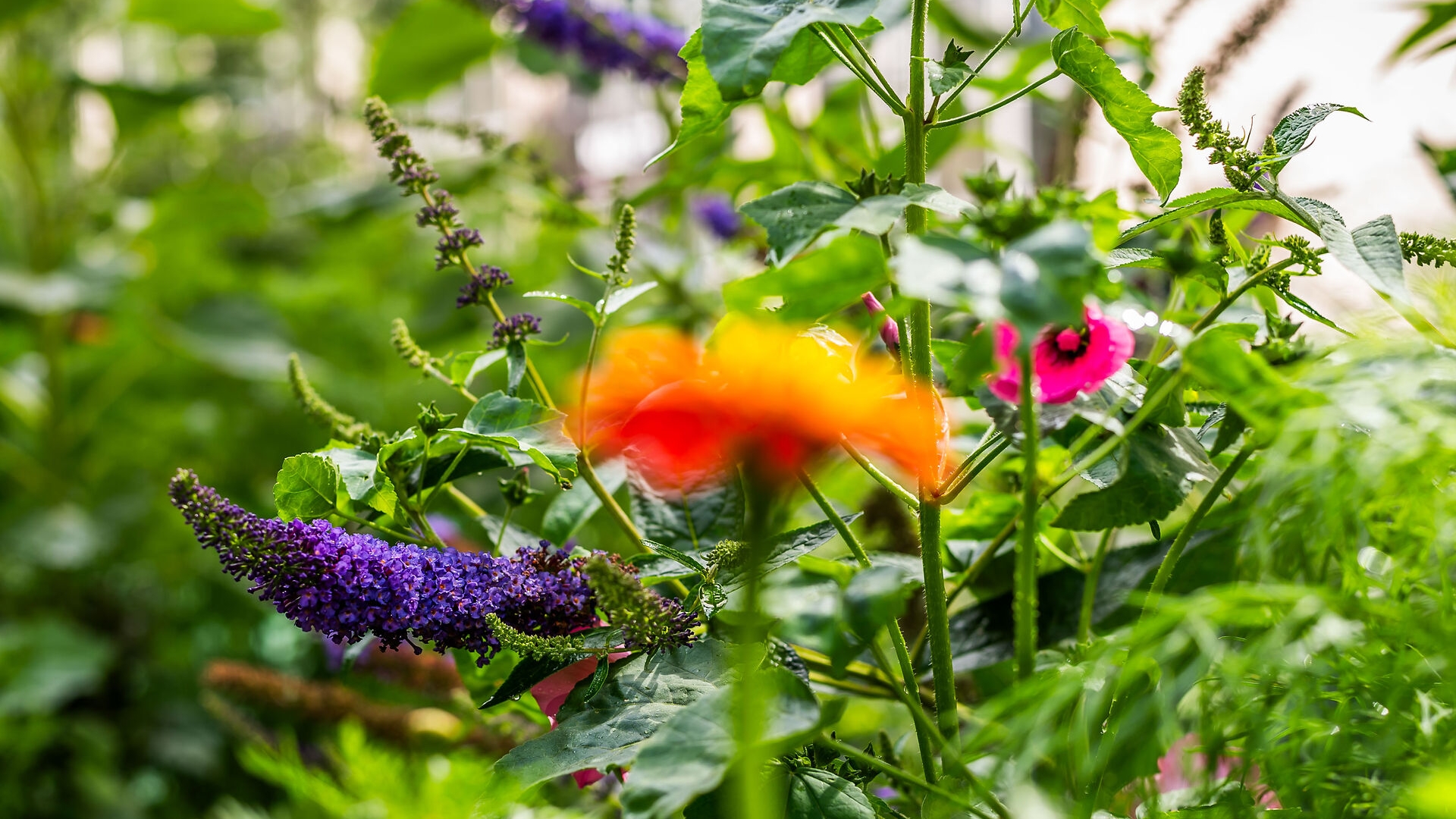Frische Farben für unsere Hochbeete | Essbare Stadt Rehderplatz