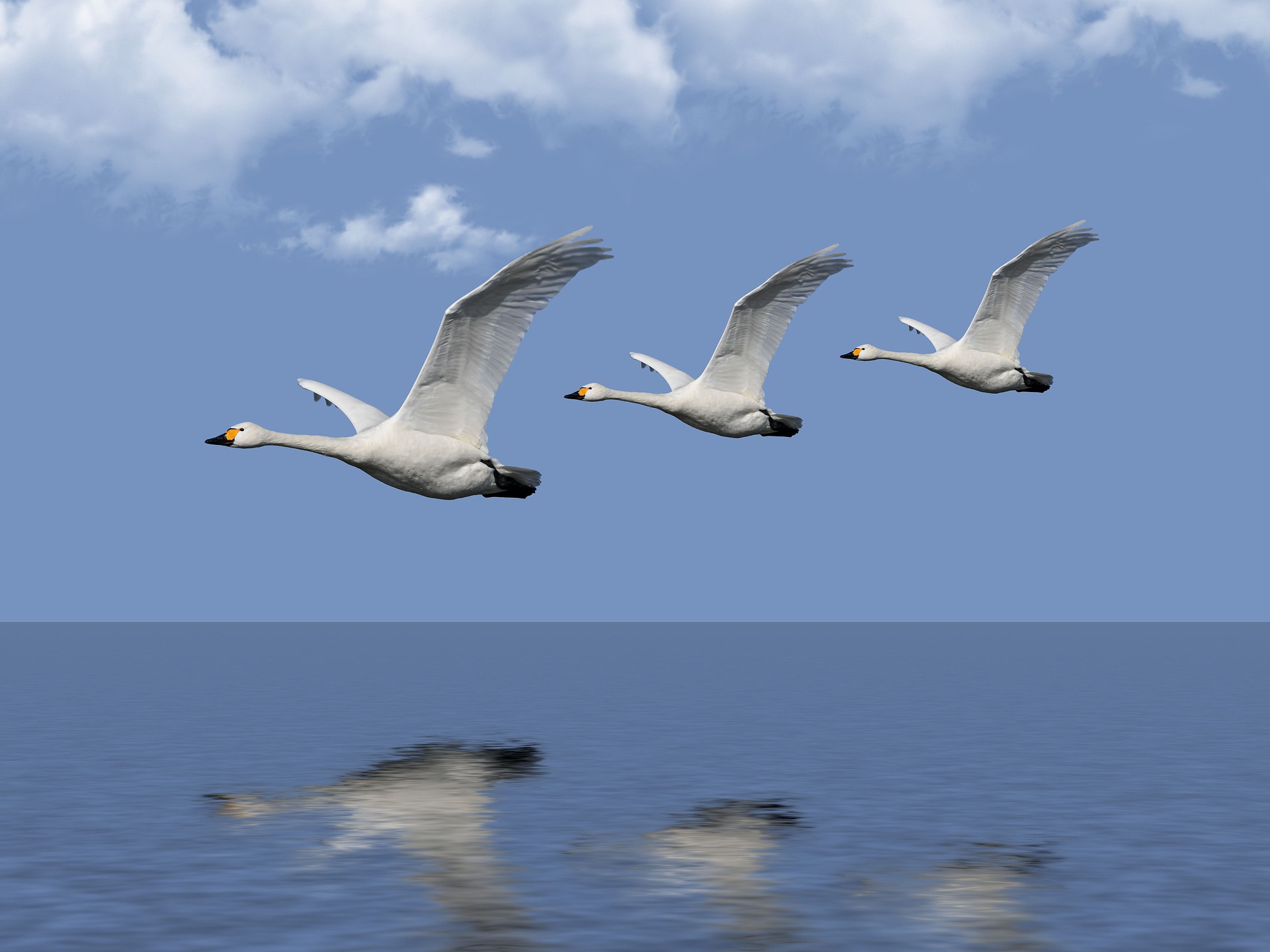 Gänse