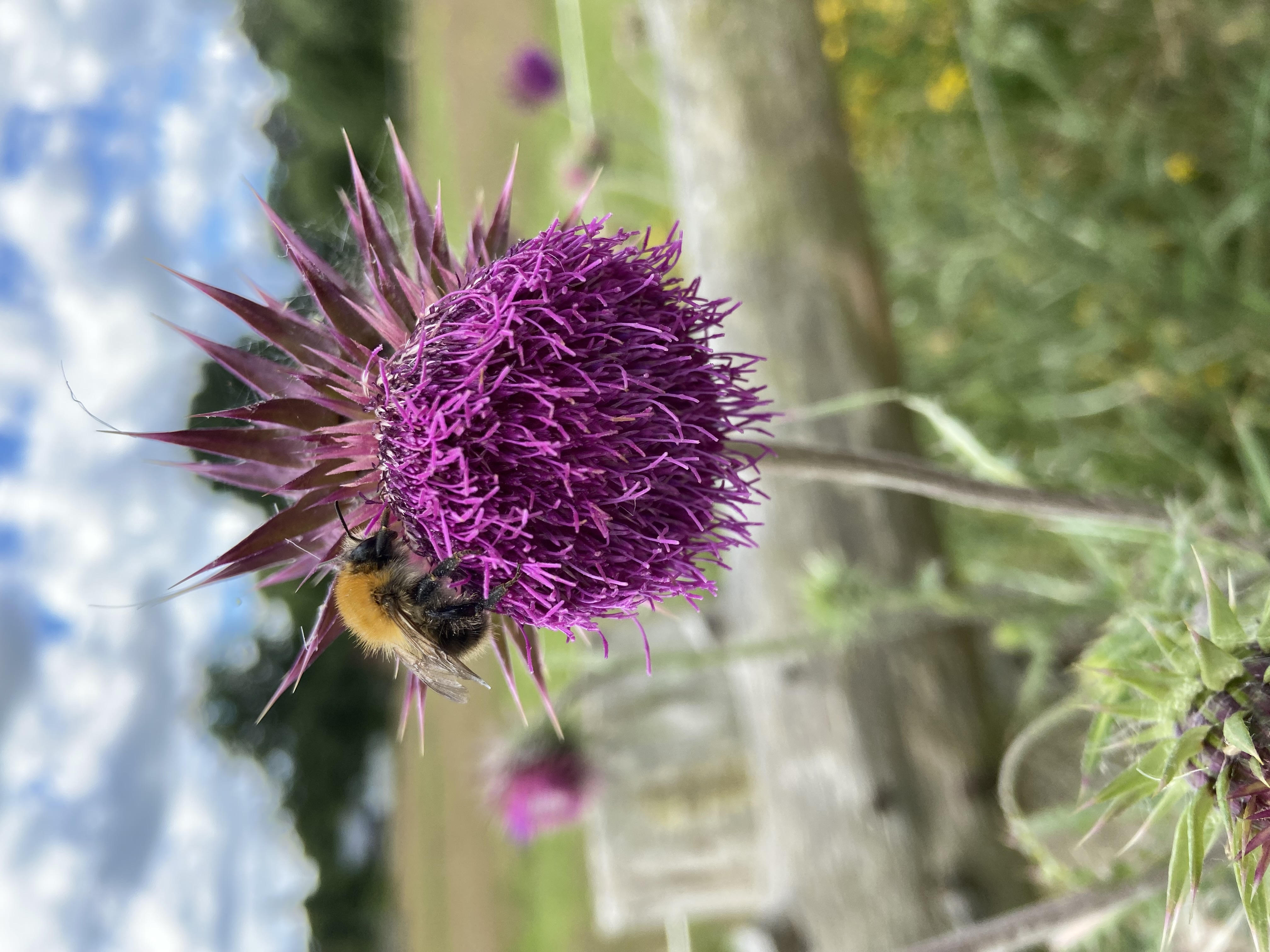 Naturschutzgebiet "Untere Seeveniederung und Over Plack"