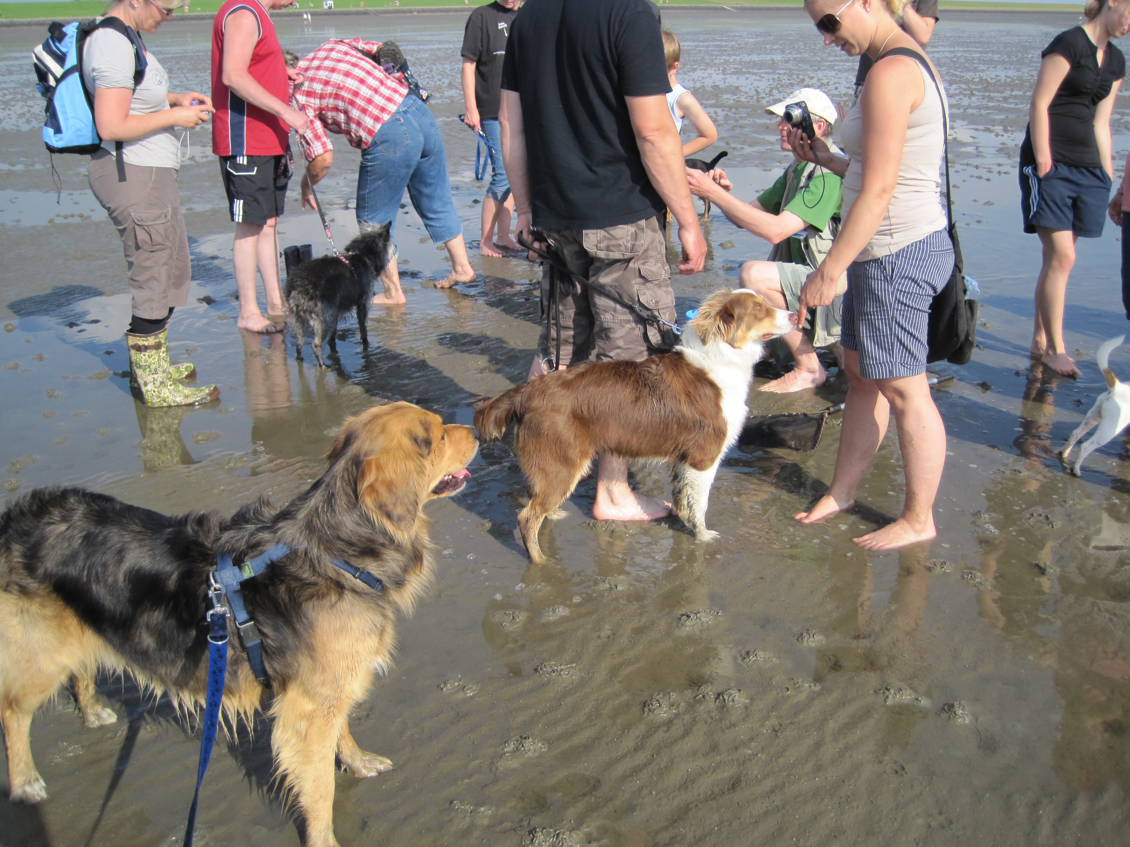 Wattführung "mit Hund"