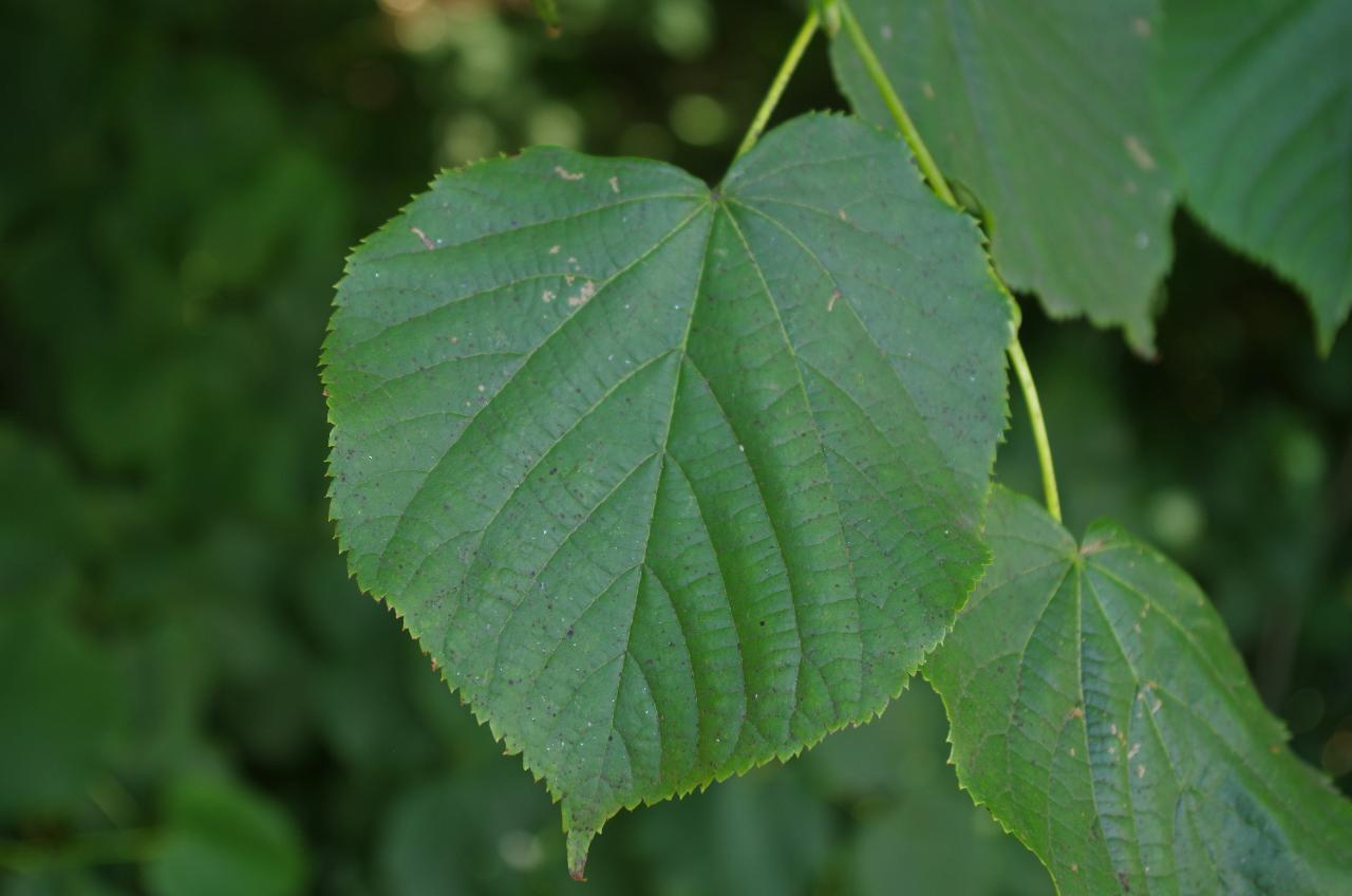 Das Blatt einer Linde