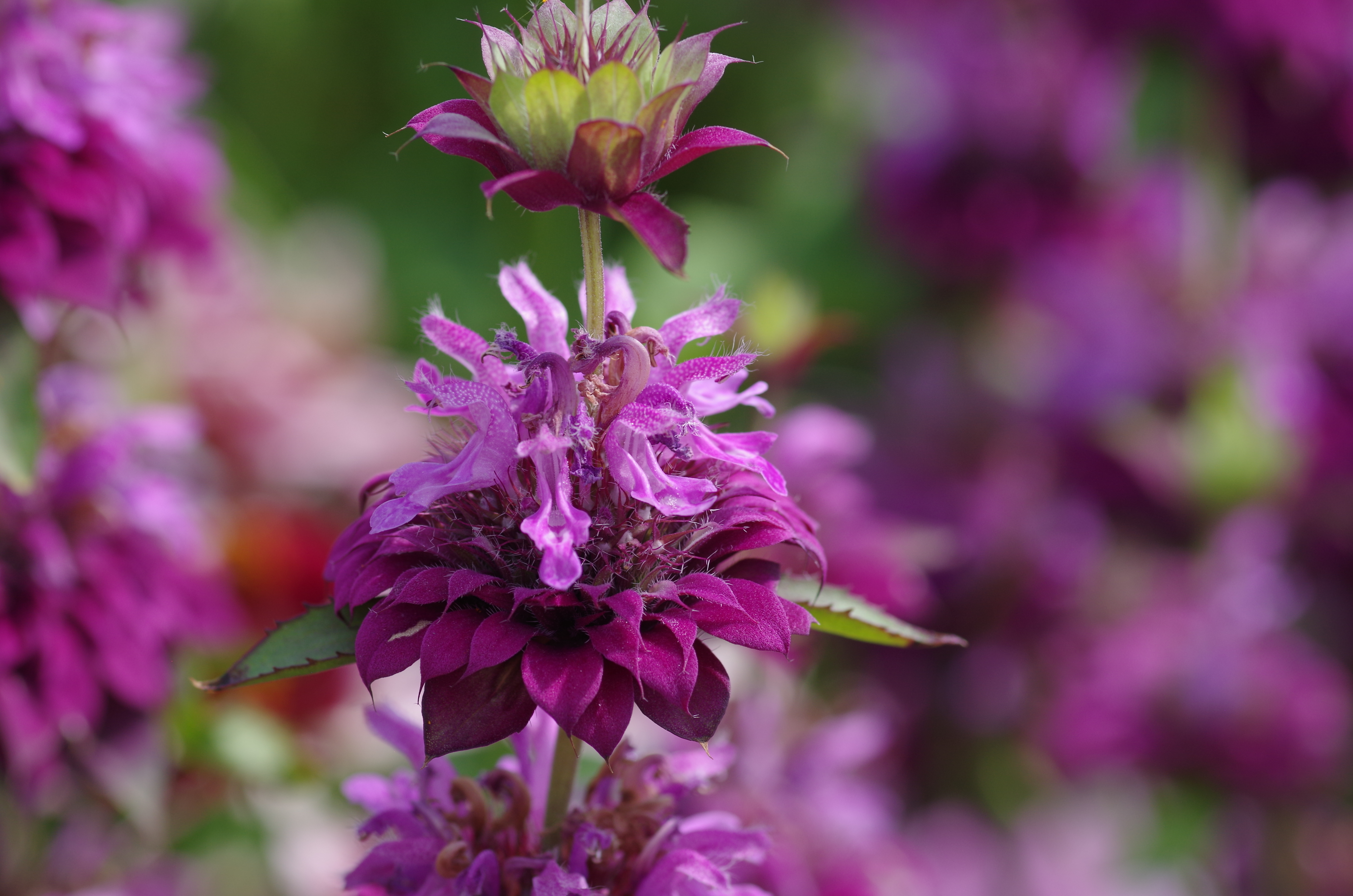 Indianernessel (Monarda 'Bergamo') IGA Berlin 2017