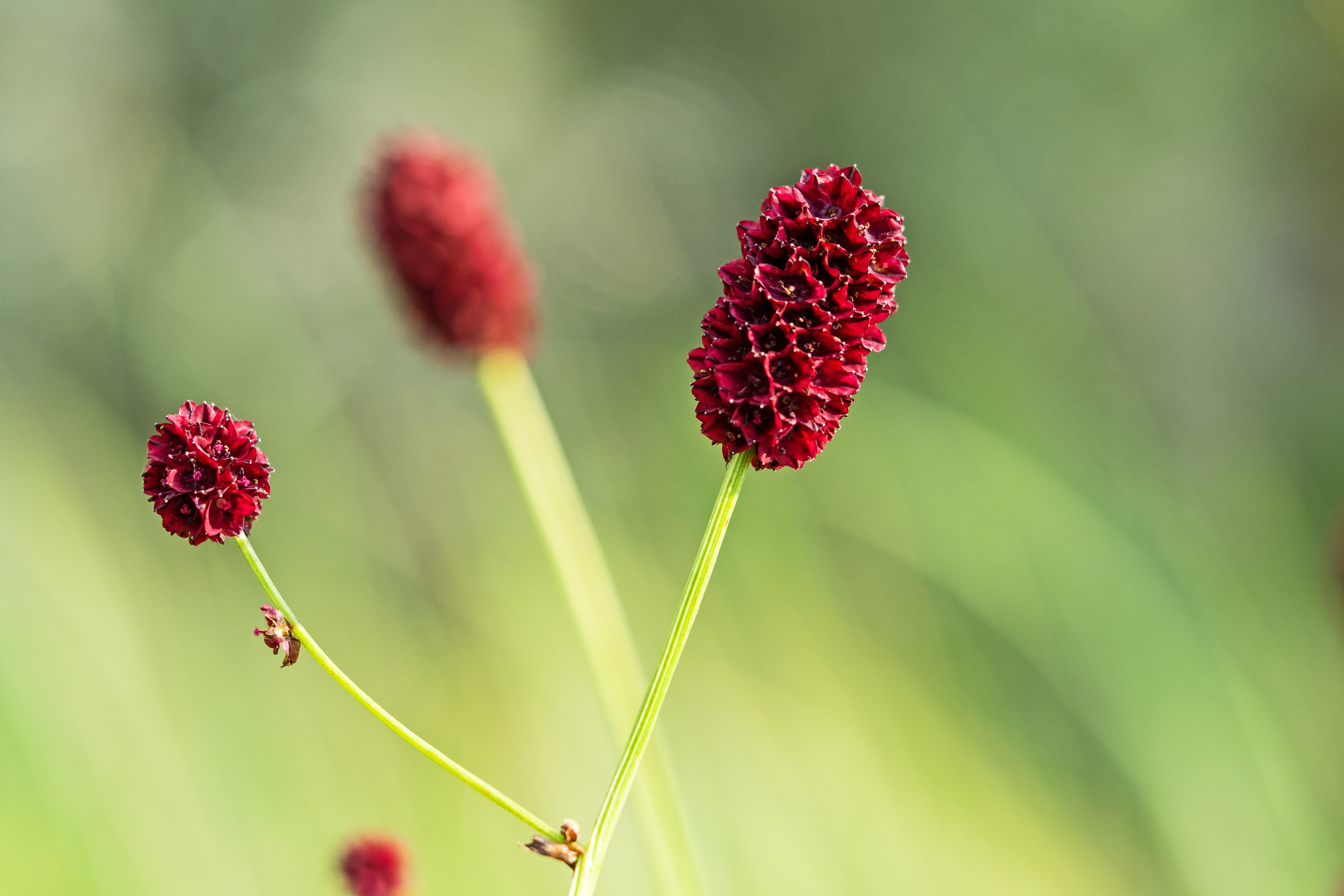 sanguisorba_officinalis_hermann_timman_1