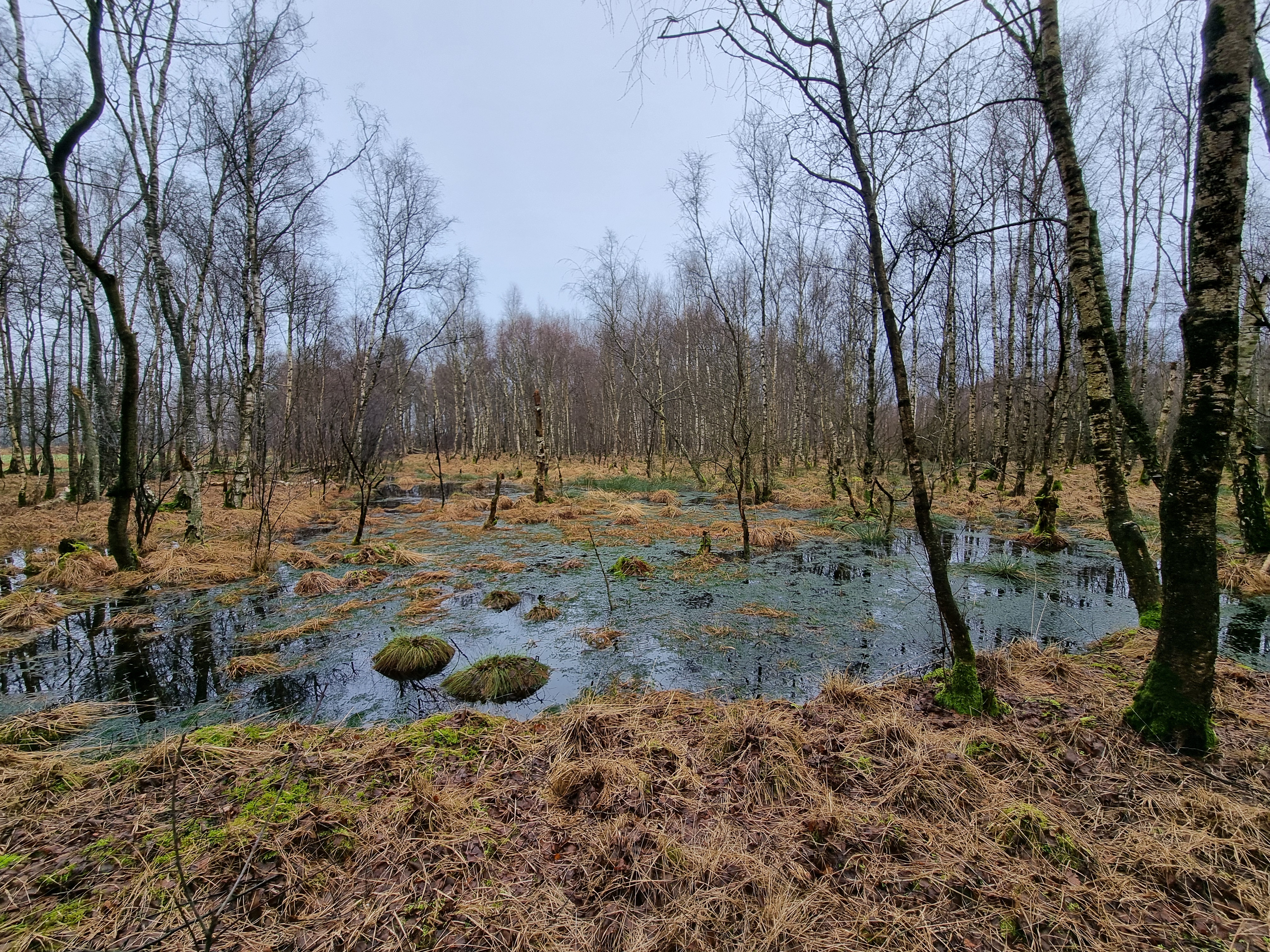 Entkusseln Luhnstedter Moor