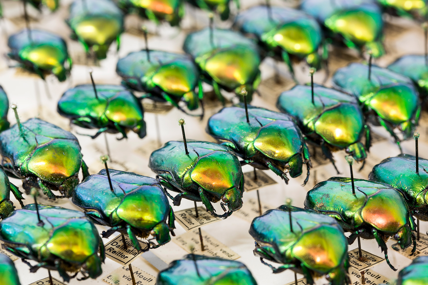 160720-Entomologie_61F4795-22-Mp-Foto-UHH,_RRZ MCC,_Mentz