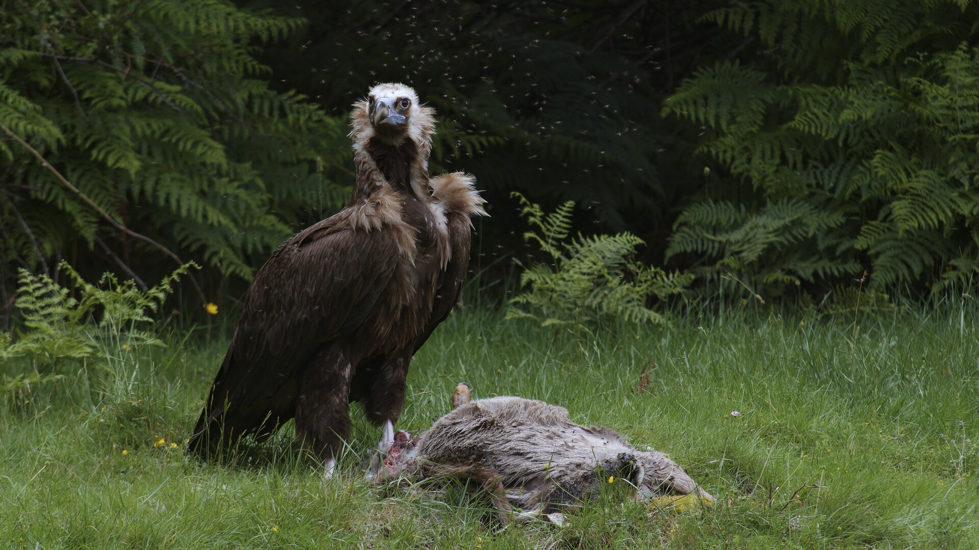 The Monk Vulture