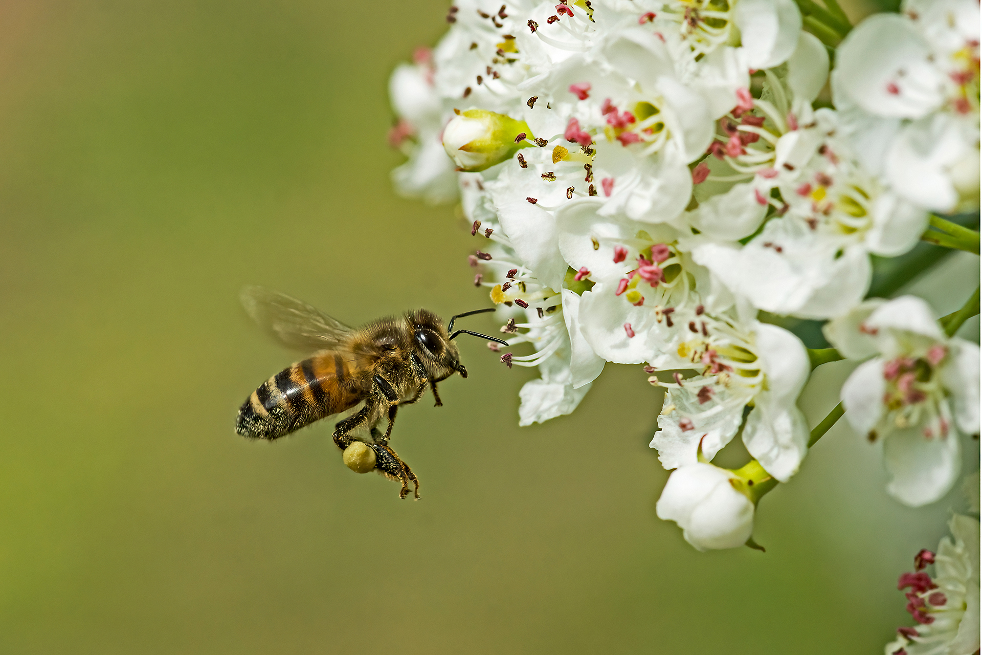 Honigbiene im Anflug