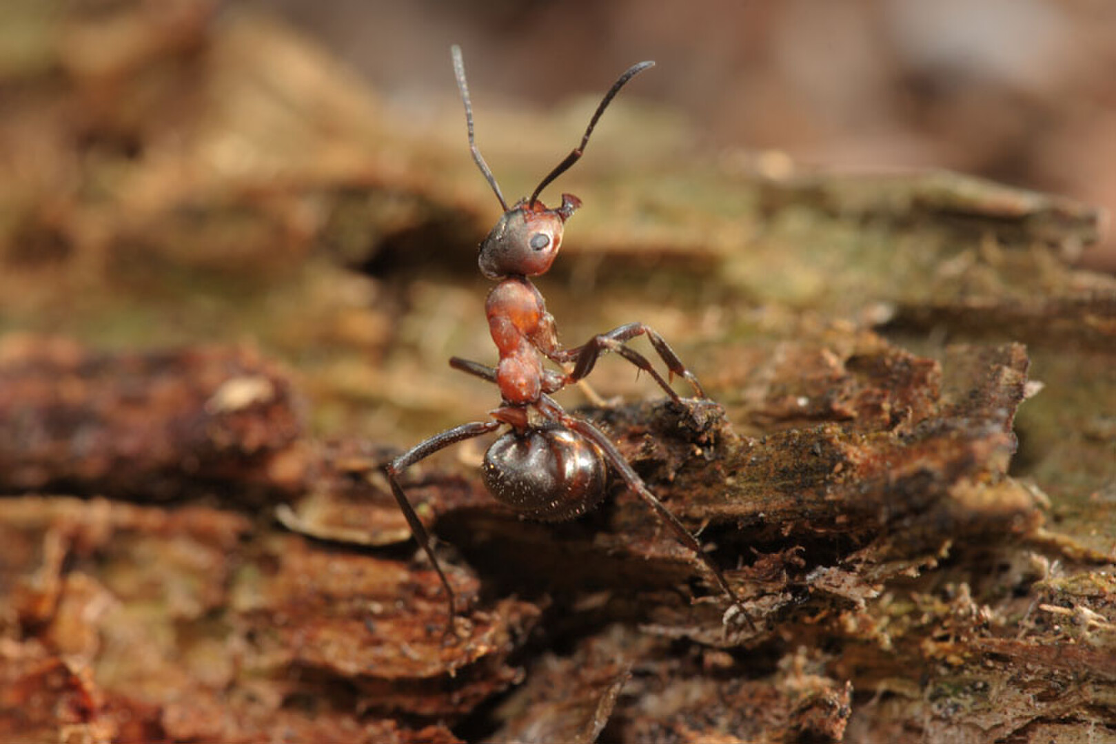 Fabelhafte Insekten - Ameisen