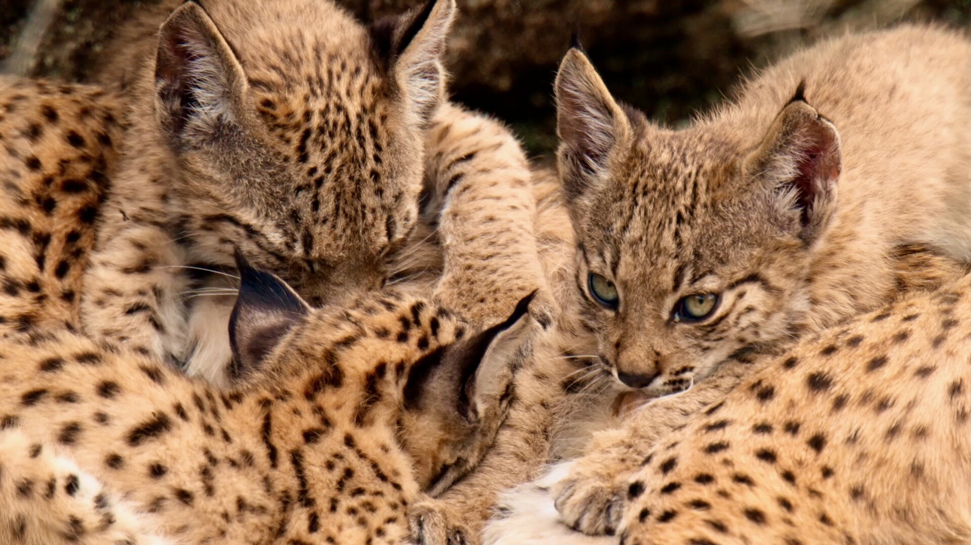 Iberia & Savannah