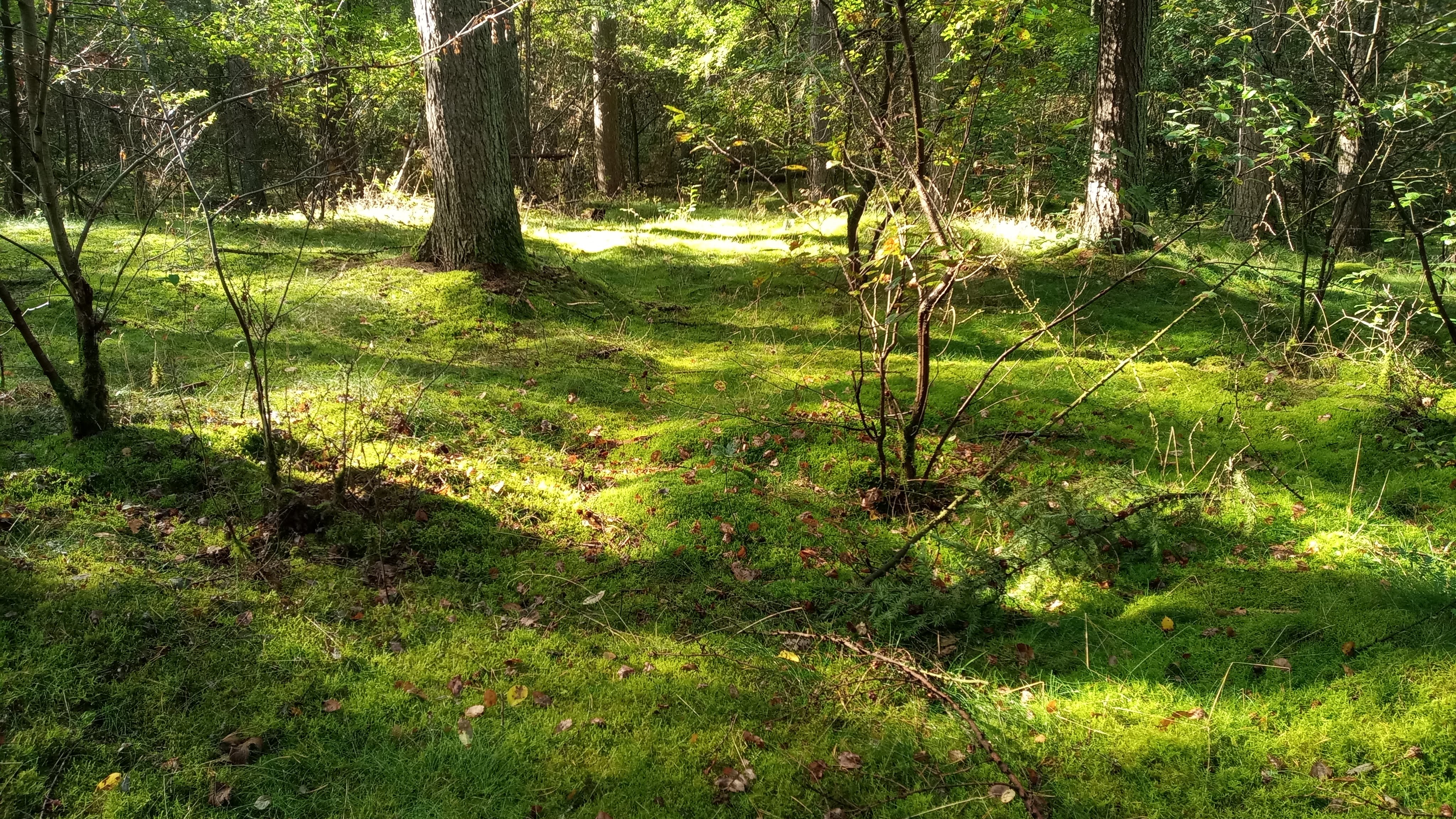 Entspannen im Wald auf moosigen Wegen