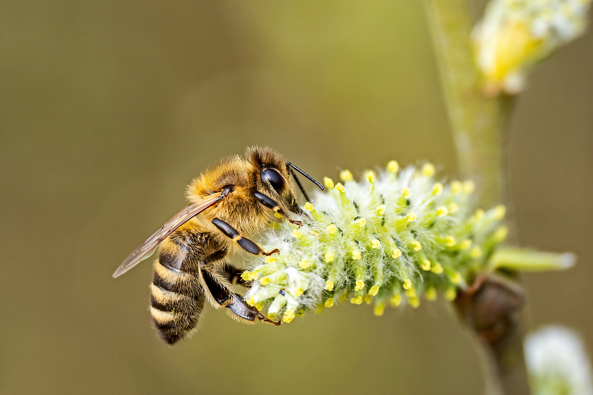 Honigbiene-auf-Weide
