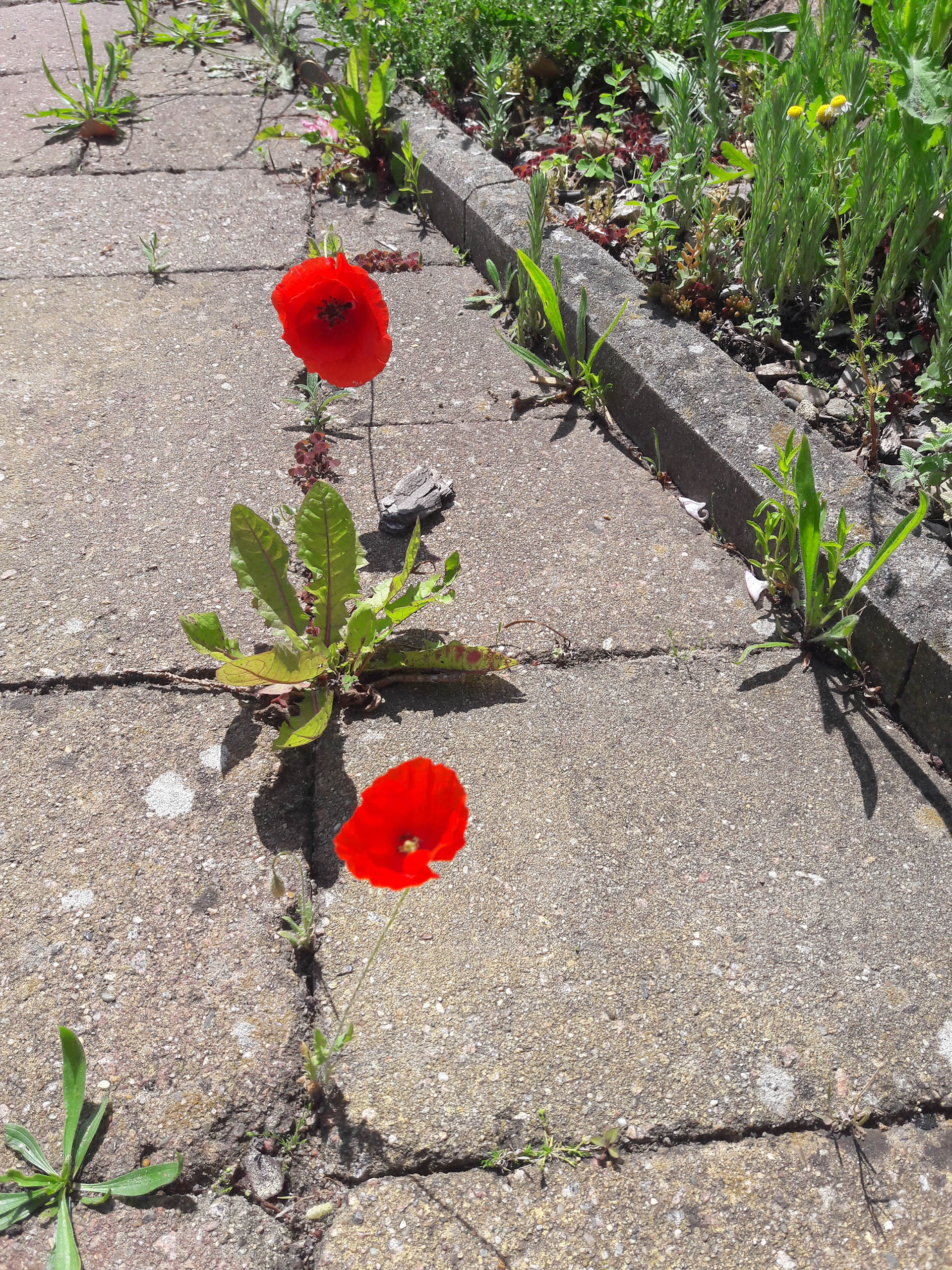 Resilienz durch Naturverbindung (Sommer)