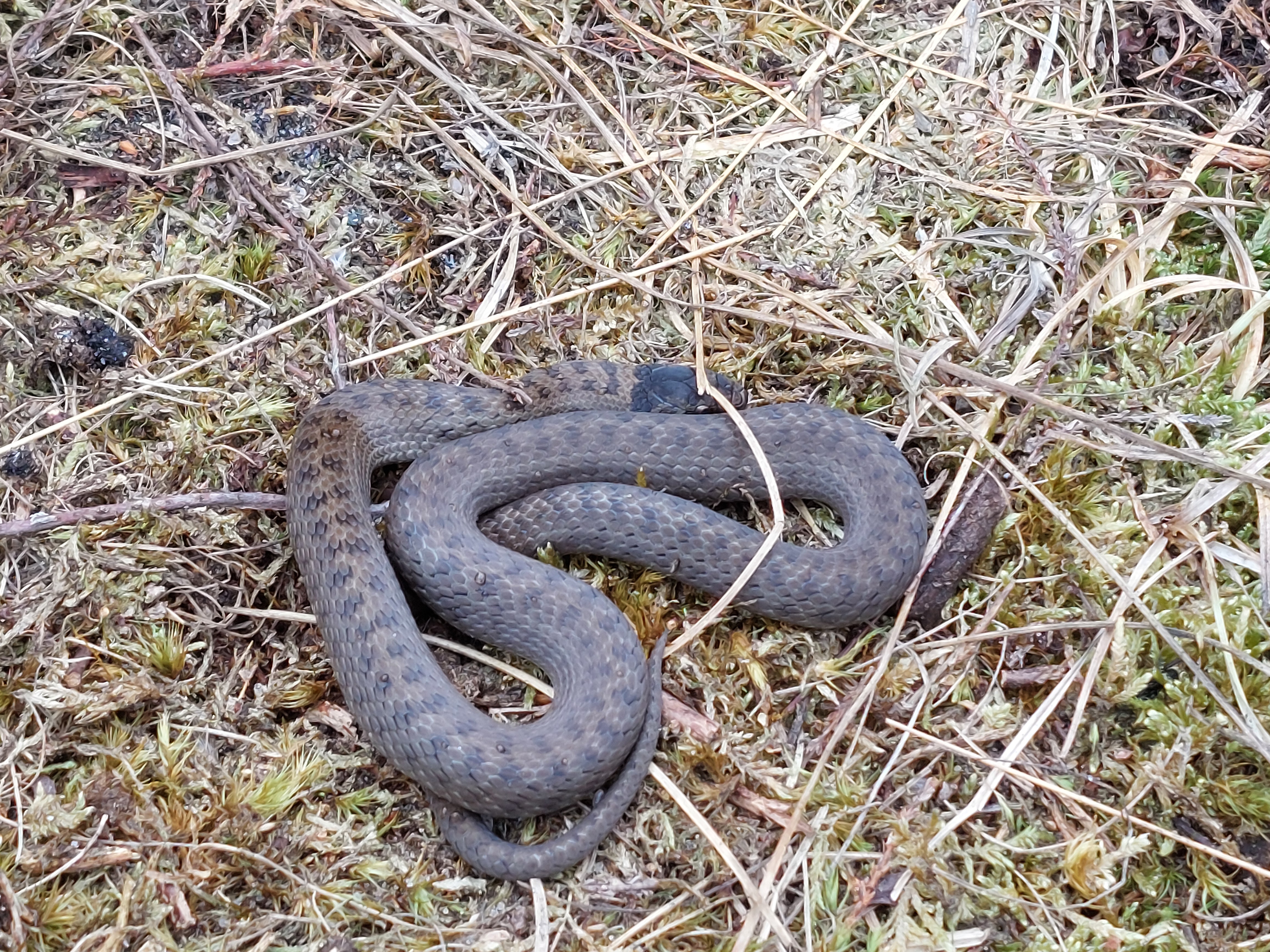 Im Land der kleinen Drachen