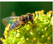 Von lichten Wäldern und Bienen