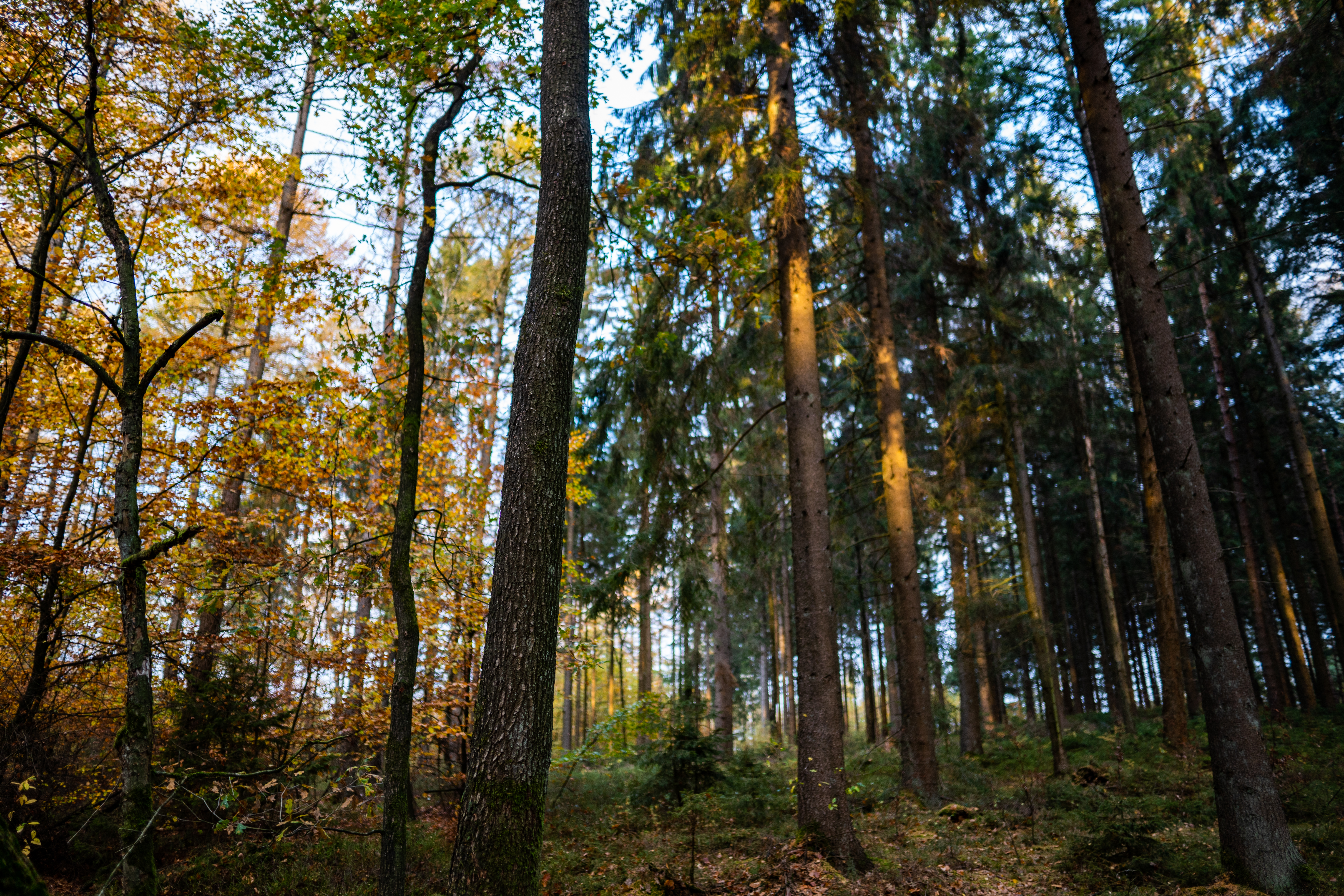 Waldumbau Schrobach-Wälder Bünzau