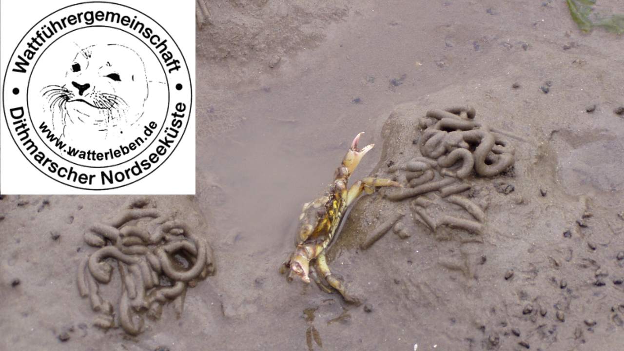 Wattwanderung "3- Priele" + Grünkohlessen